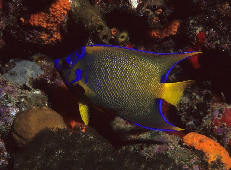 What Size Tank Does A Queen Angelfish Need