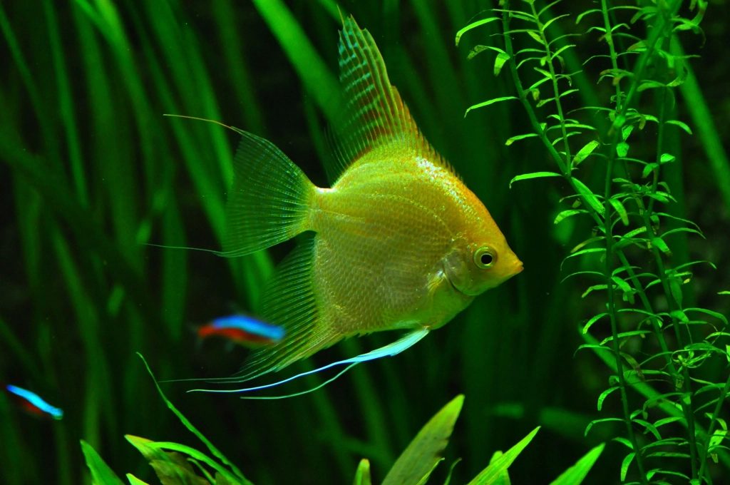 What Size Tank Does An Angelfish Need
