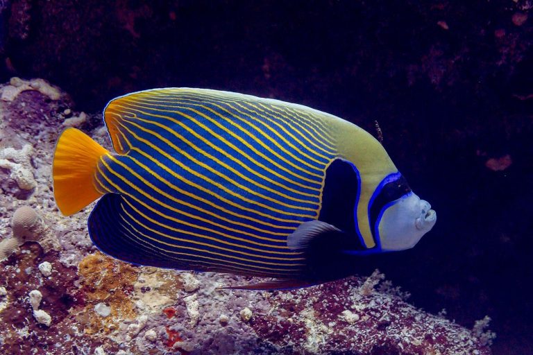 What Size Tank Does An Emperor Angelfish Need