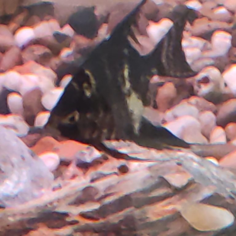 What Temperature Do Angelfish Need