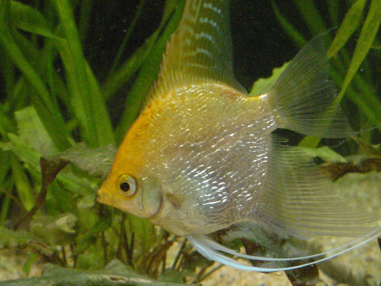 What To Feed Angelfish Fry