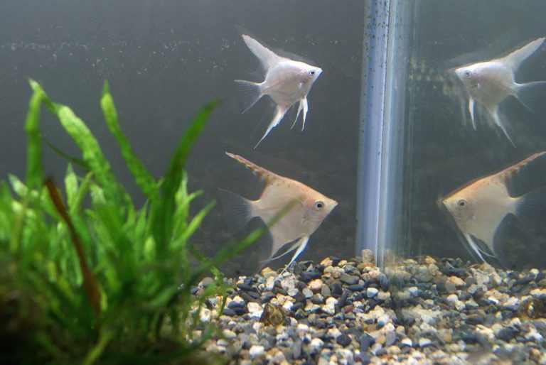 What Triggers Angelfish To Spawn