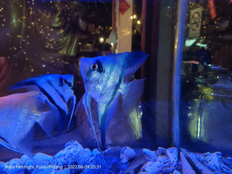 What Water Parameters Do Angelfish Need