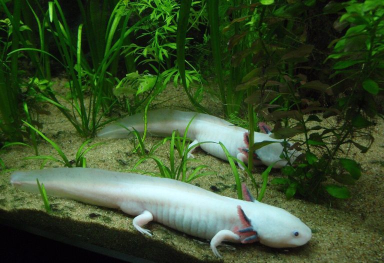 When Were Axolotls Discovered