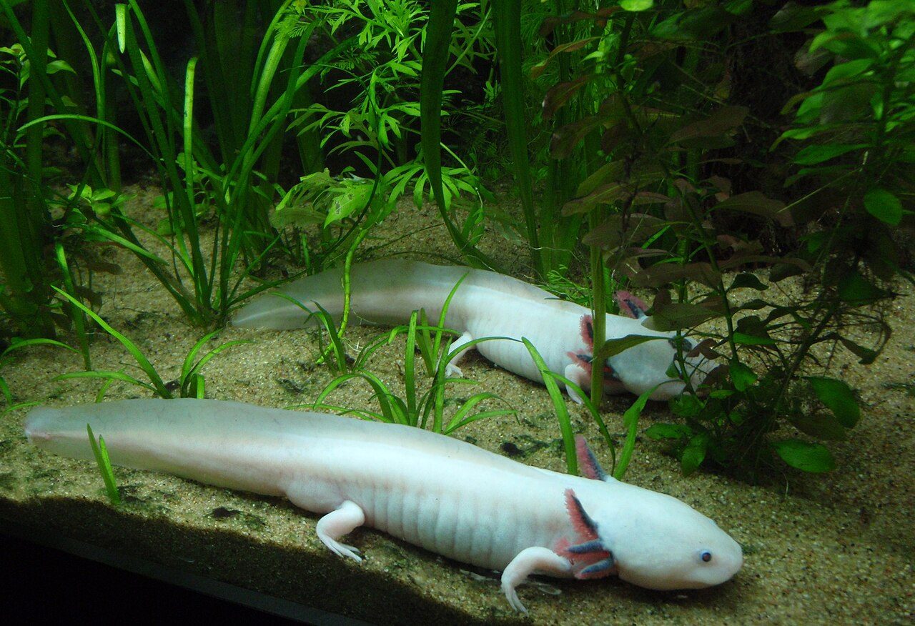 When Were Axolotls Discovered