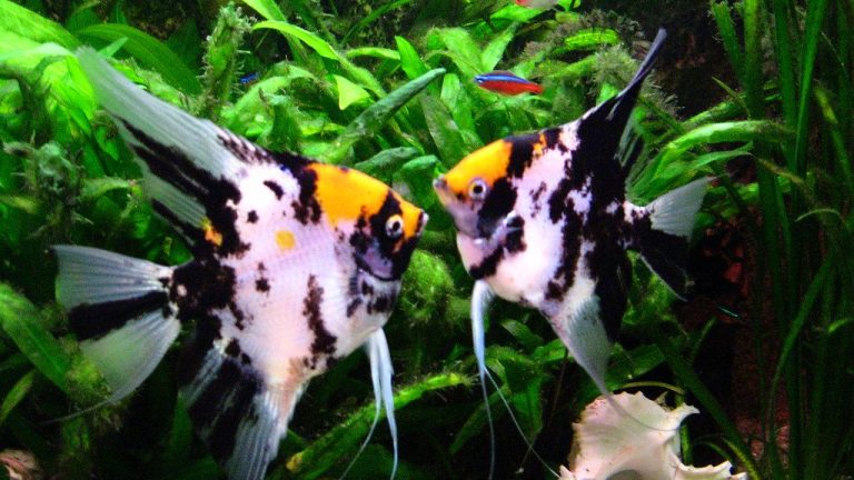 Where Do Angelfish Live