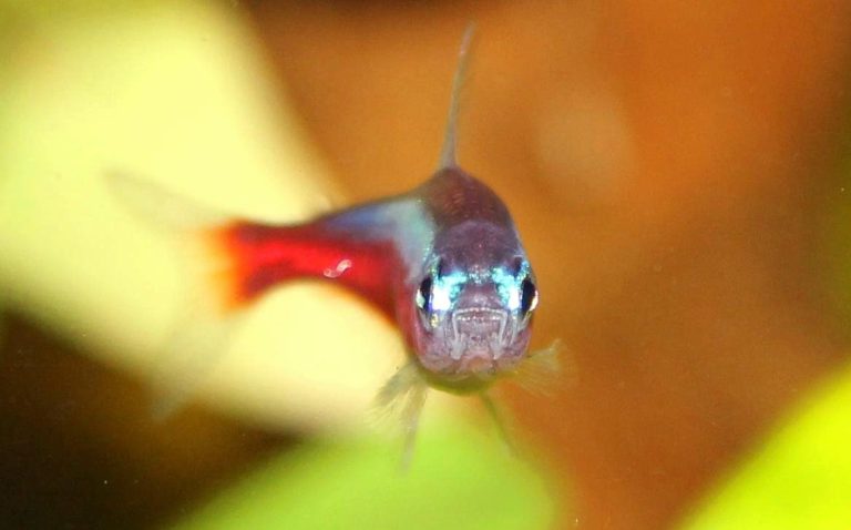 Which Fish Are Most Prone To Hlle