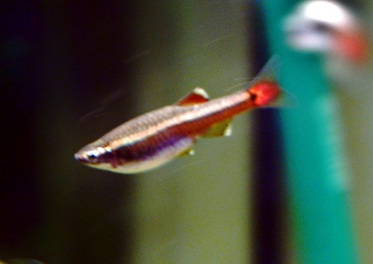 White Cloud Mountain Minnow Guide