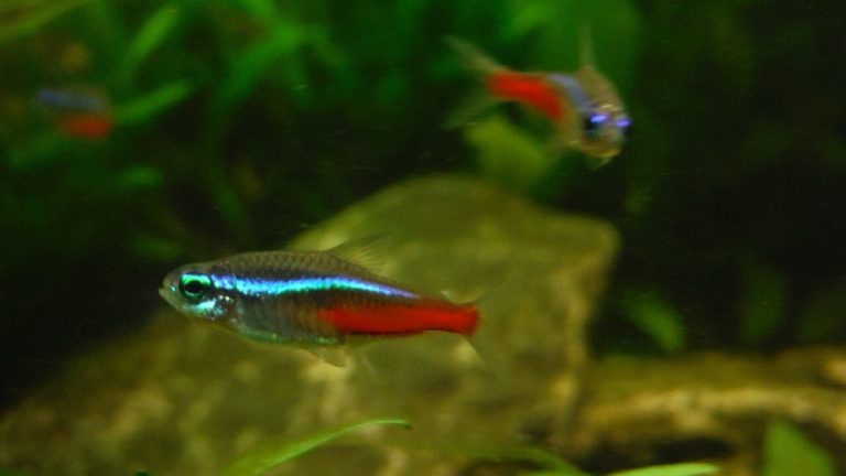 White Spots On Neon Tetra