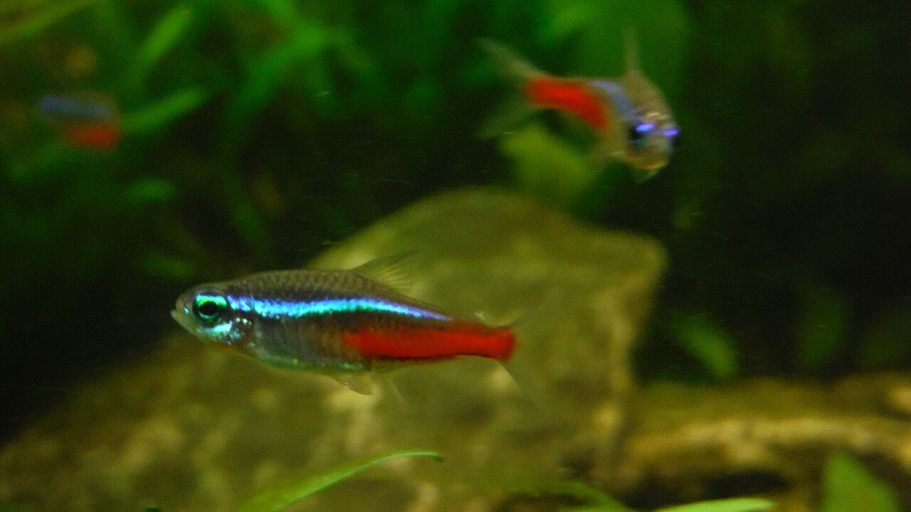 White Spots On Neon Tetra