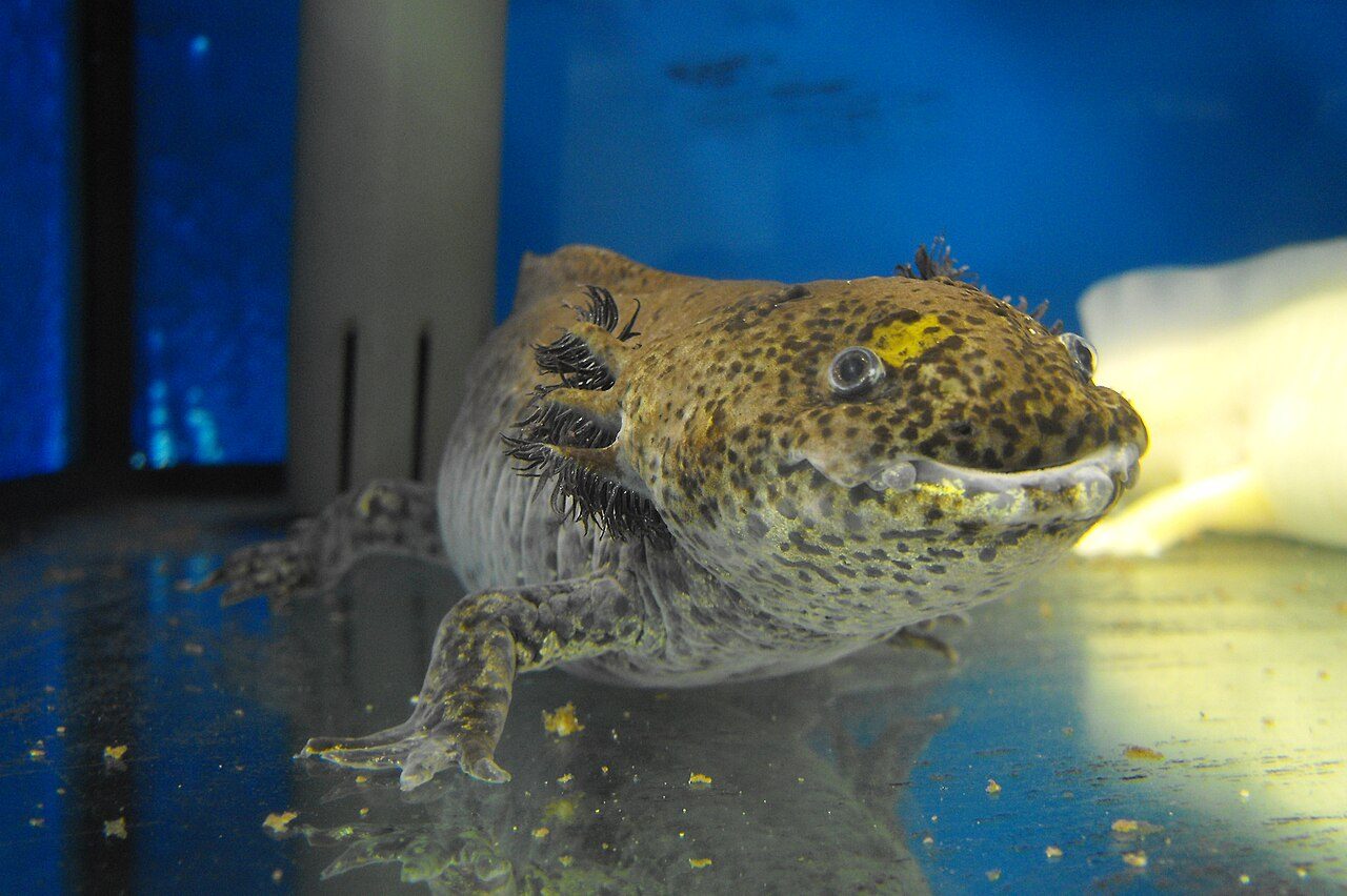 Who Discovered Axolotls