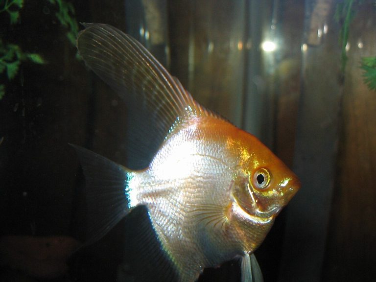 Why Are My Angelfish Not Growing