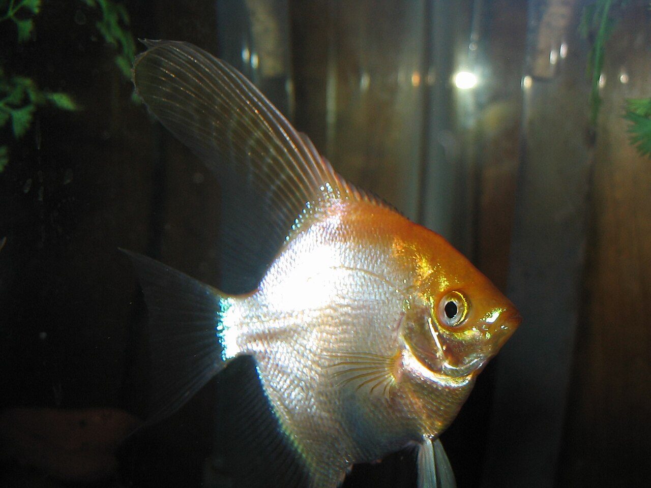Why Are My Angelfish Not Growing