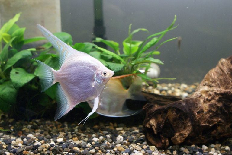 Why Can’t You Tell Angelfish Gender When Young