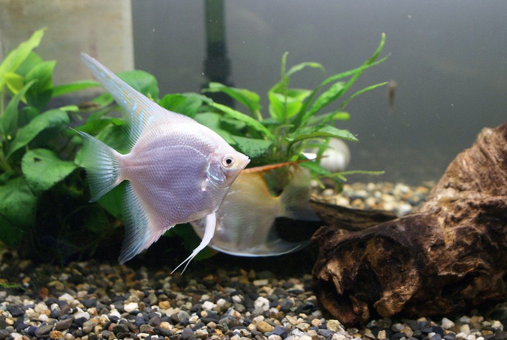 Why Can’t You Tell Angelfish Gender When Young