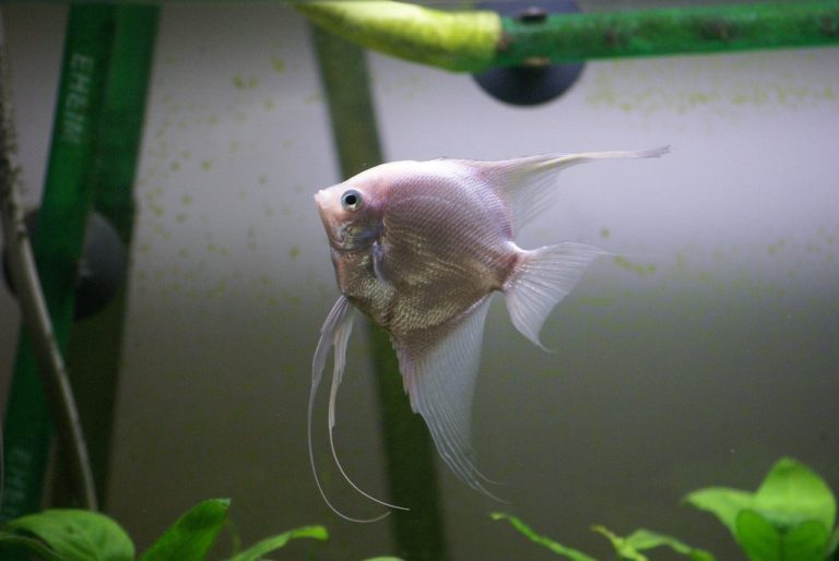 Why Do Angelfish Eat Their Eggs
