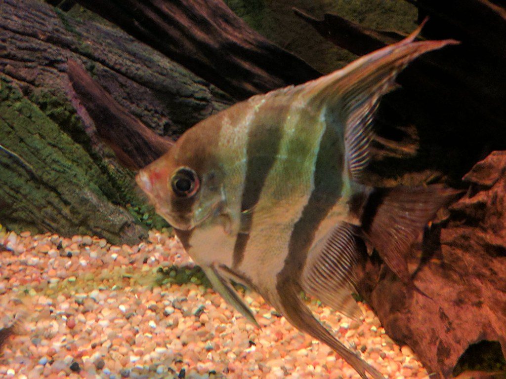 Why Do Angelfish Eggs Turn White