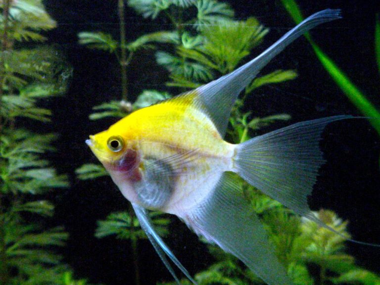 Why Do Angelfish Fight Each Other