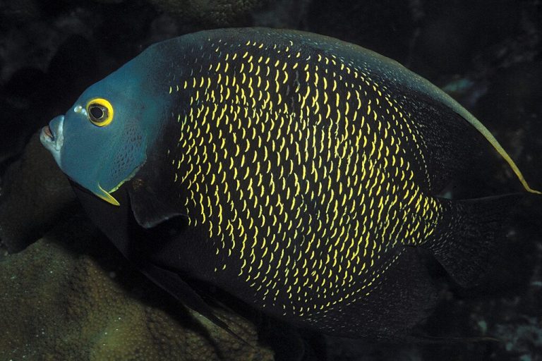 Why Do Queen And Blue Angelfish Hybridize