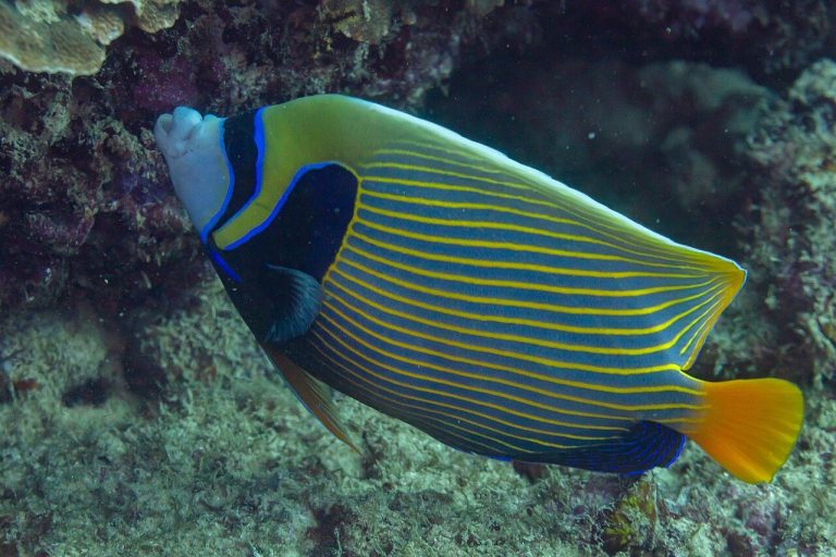 Why Does My Emperor Angelfish Look Different From When I Bought It
