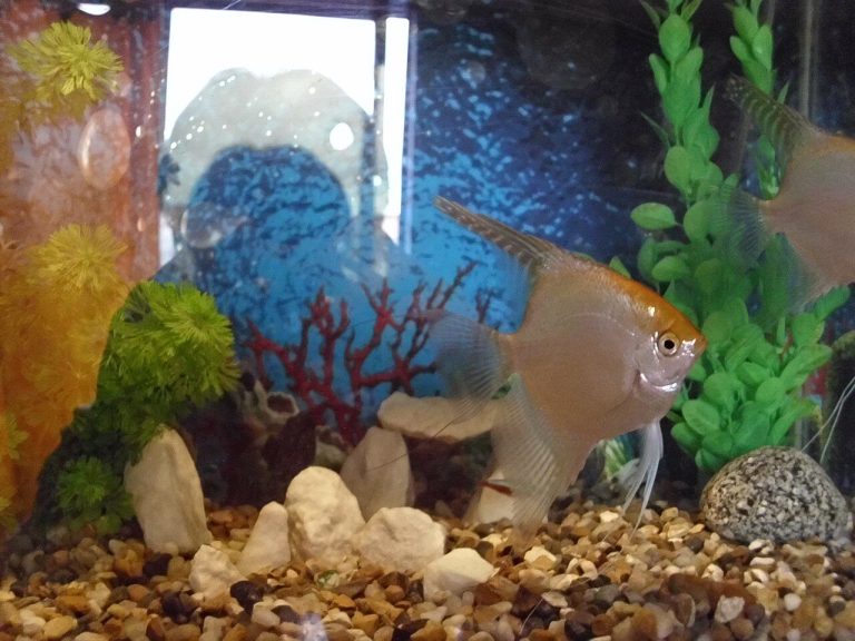 Why Does Water Change Affect Angelfish Growth