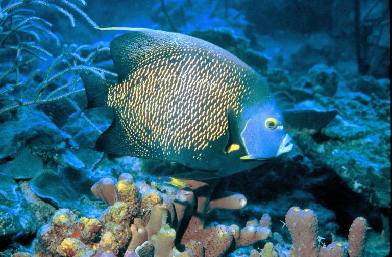 Why Is Feeding A French Angelfish Difficult