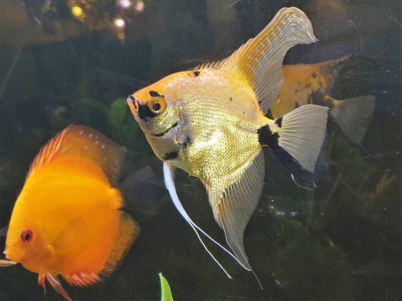 Why Is It Called An Angelfish