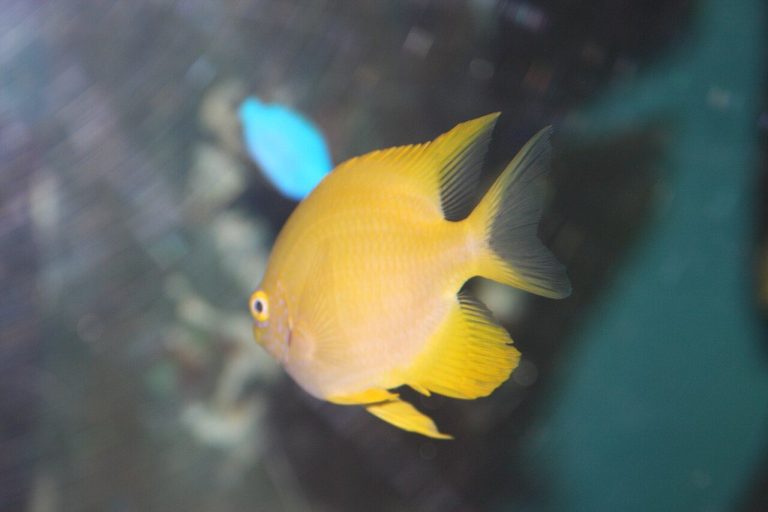 Why Is Lemonpeel Angelfish So Aggressive