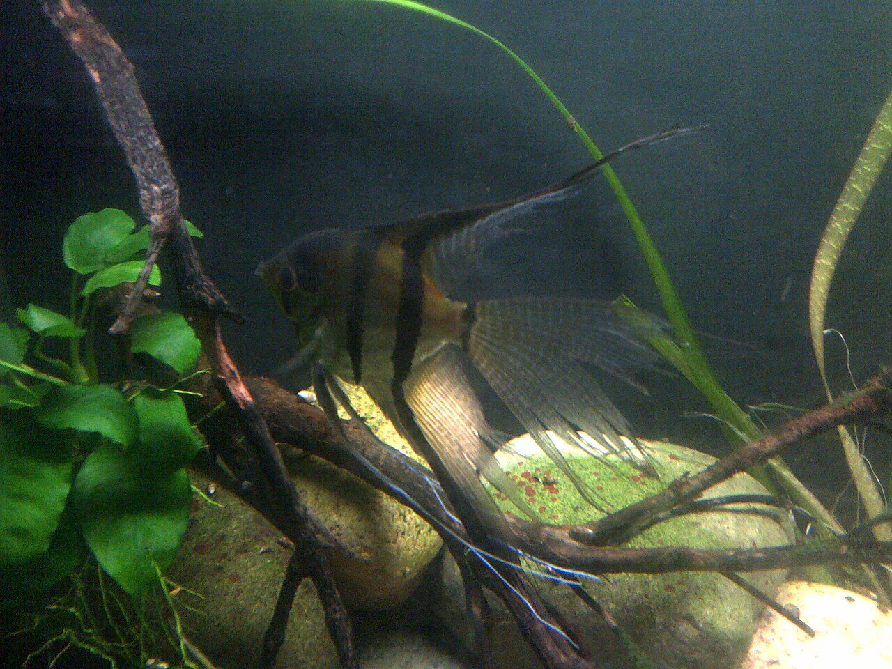 Why Is My Angelfish Bloated