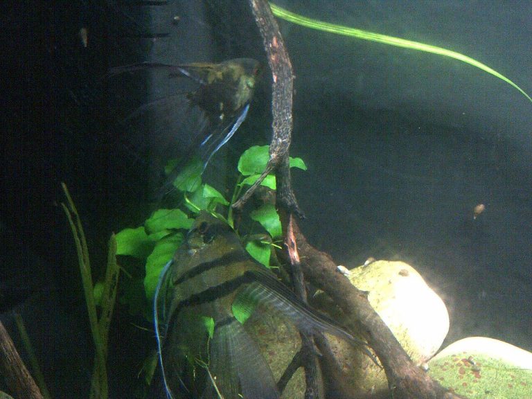 Why Is My Angelfish Breathing Rapidly