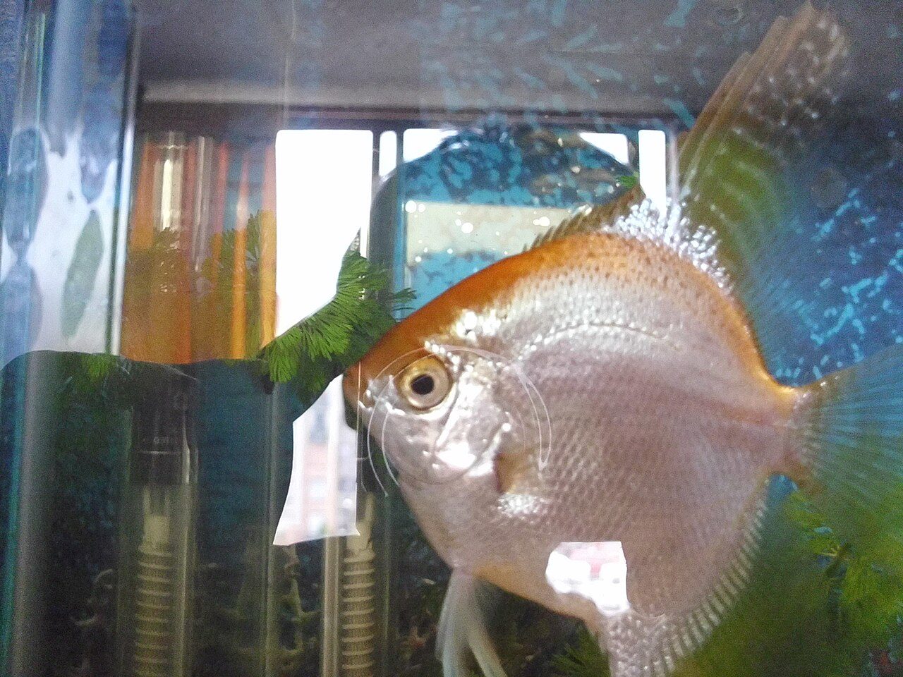 Why Is My Angelfish Hiding
