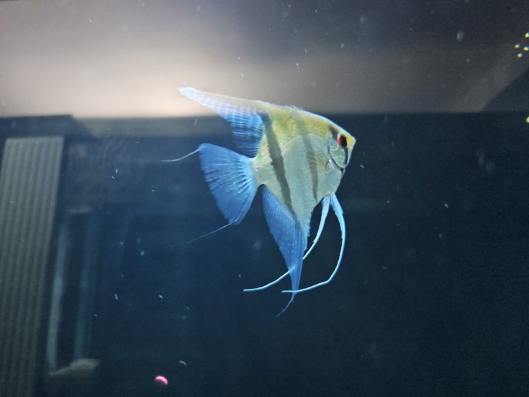 Why Is My Angelfish Losing Color