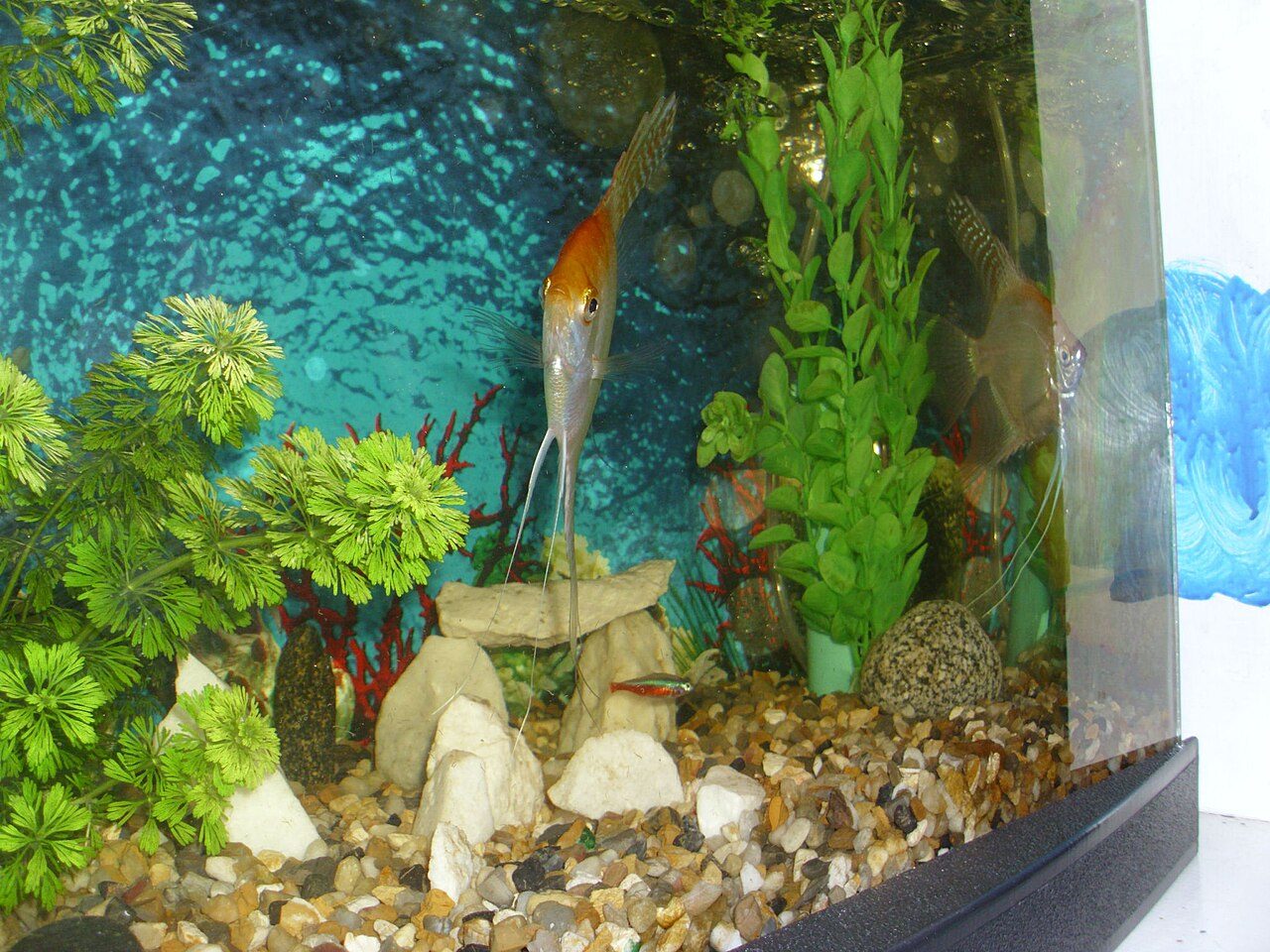 Why Is My Angelfish Not Eating