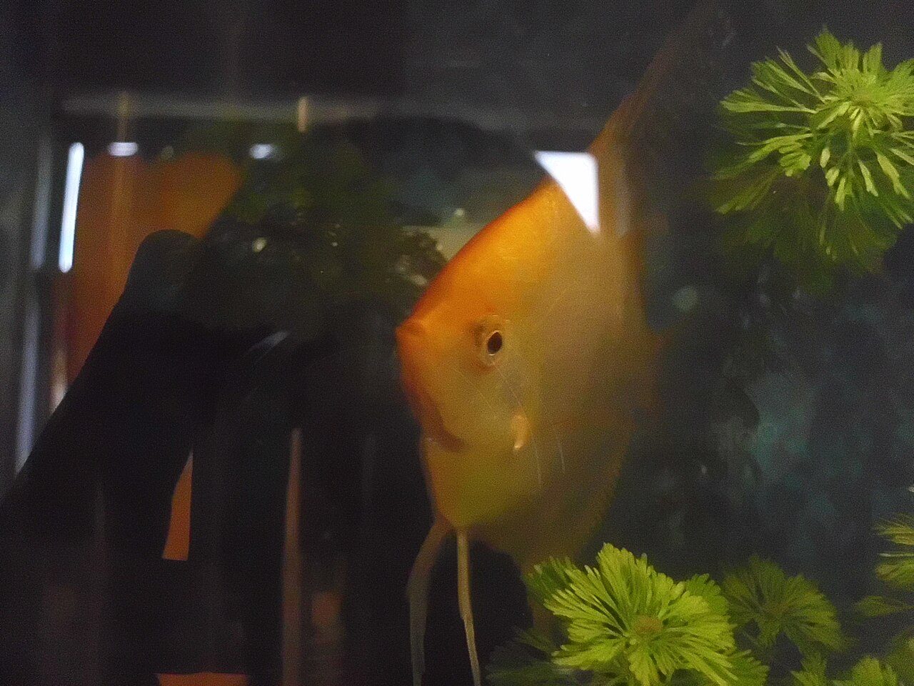 Why Is My Angelfish Staying At The Bottom Of The Tank