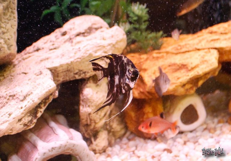 Why Is My Angelfish Stunted