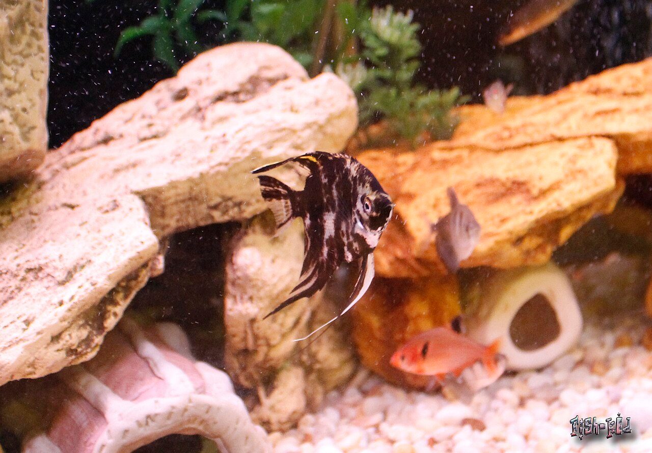 Why Is My Angelfish Stunted