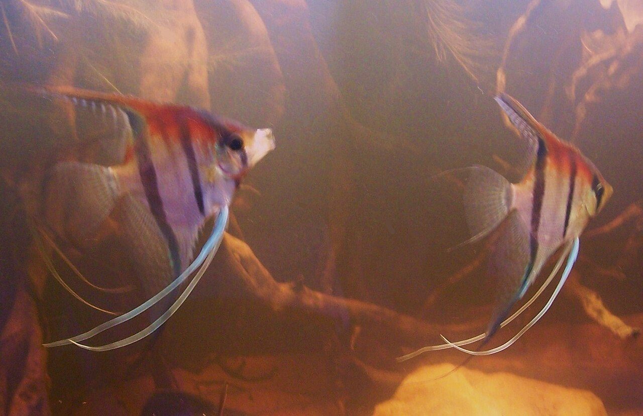 Why Is My Angelfish Suddenly Aggressive