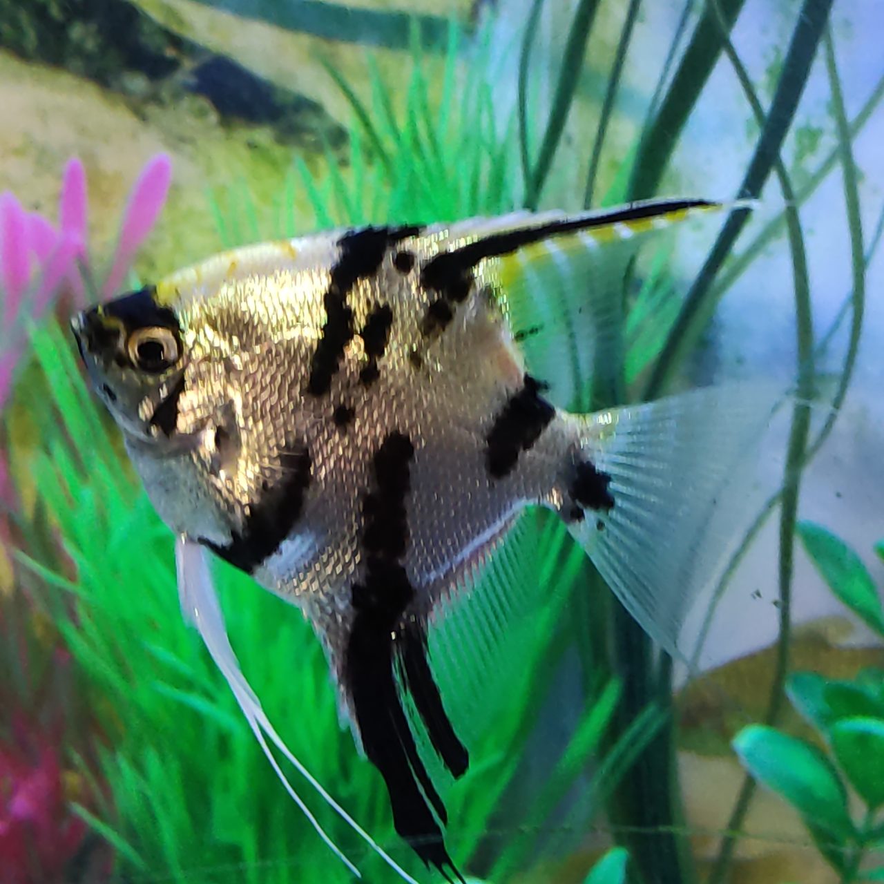Why Is My Angelfish Turning Pale