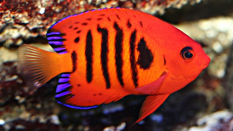 Why Is My Flame Angelfish Aggressive