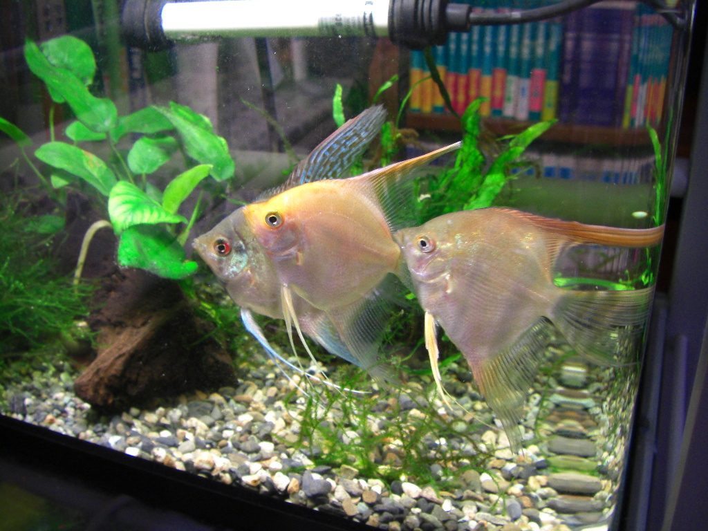 Why Won’t My Angelfish Pair Up