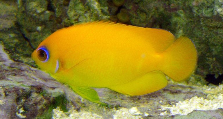 Why Won’t My Lemonpeel Angelfish Eat
