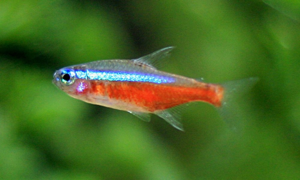 Wild Caught Vs Farm Raised Cardinal Tetra